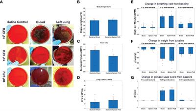 Ultrasound Neuromodulation of the Spleen Has Time-Dependent Anti-Inflammatory Effect in a Pneumonia Model